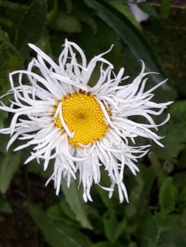 Leucanthemum1
