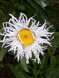 Leucanthemum1