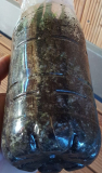 PodocarpusMacrophyllaWurzeln