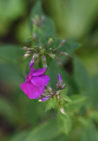 Phlox9 unbekannt