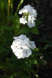 Phlox8 Pax