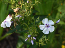 Phlox7 Light Blue Flame