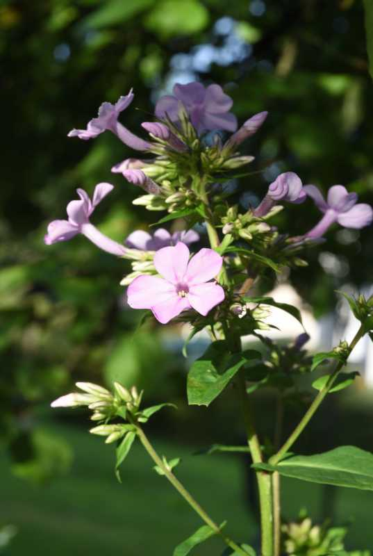 Phlox6 unbekannt