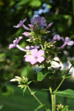 Phlox6 unbekannt