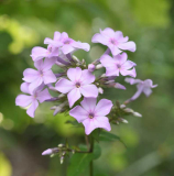 Phlox5 Lichtspel?