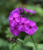 Phlox4 Le Mahdi?