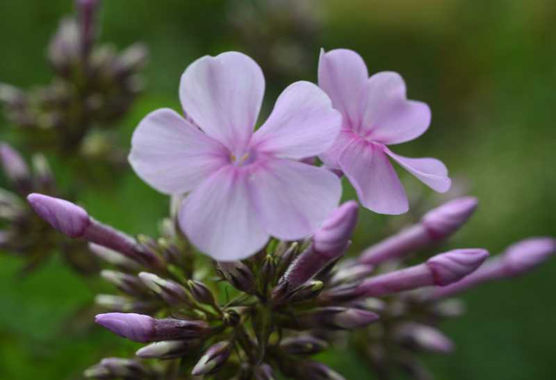 Phlox3 Sternhimmel?