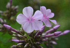 Phlox3 Sternhimmel?
