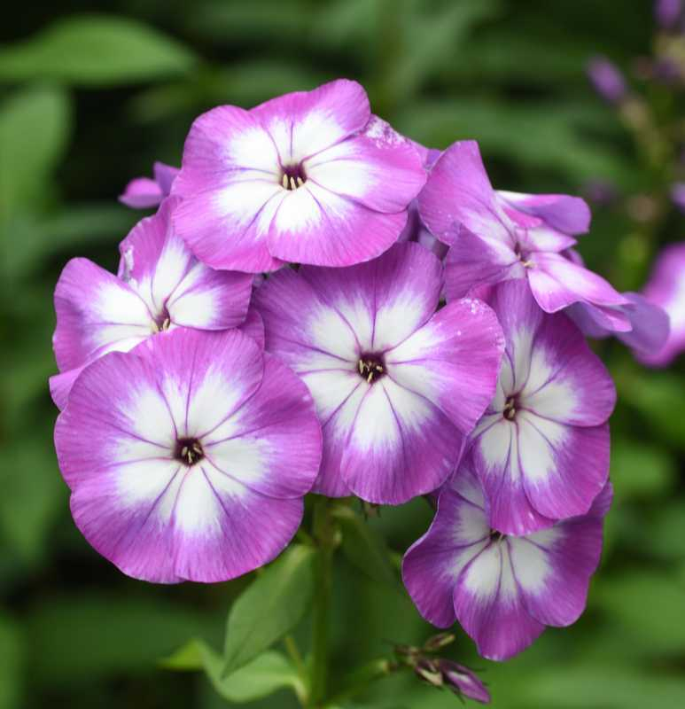 Phlox2 Uspech - Laura?