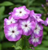 Phlox2 Uspech - Laura?