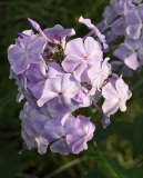 Phlox1 sonnig Prospero?