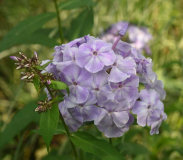 Phlox1 Prospero?