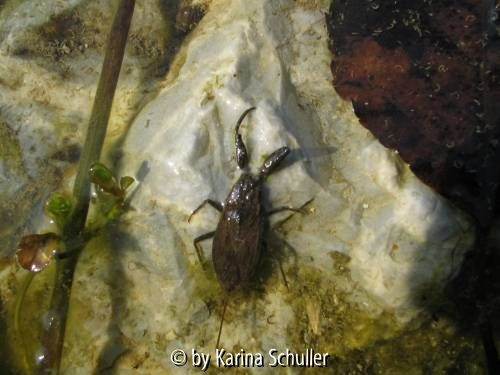 Wasserskorpion