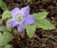 Anemone oregana