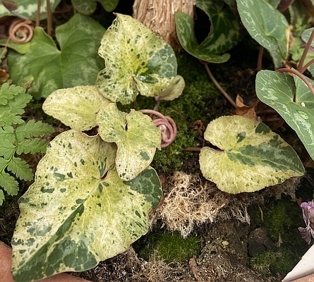Cyclamen purpurascens panaschiert