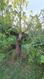 apfel4