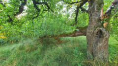 apfel7