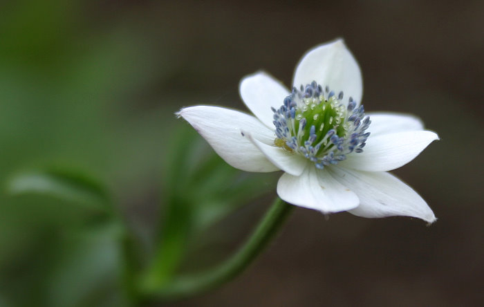 Anemone rivularis