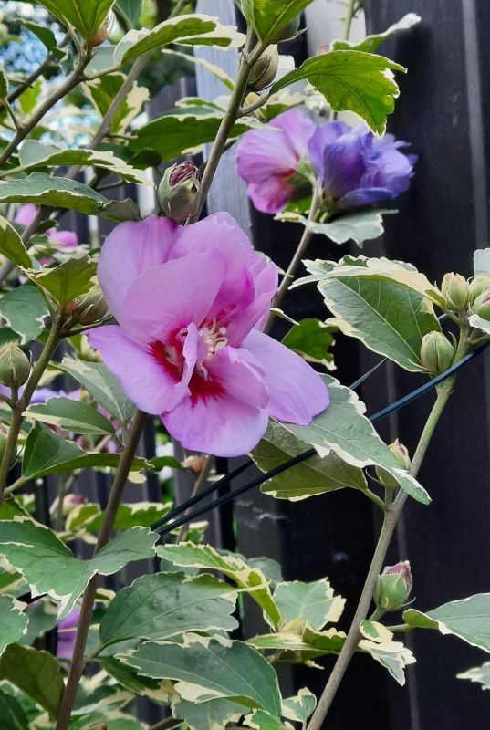 Später Hibiskus