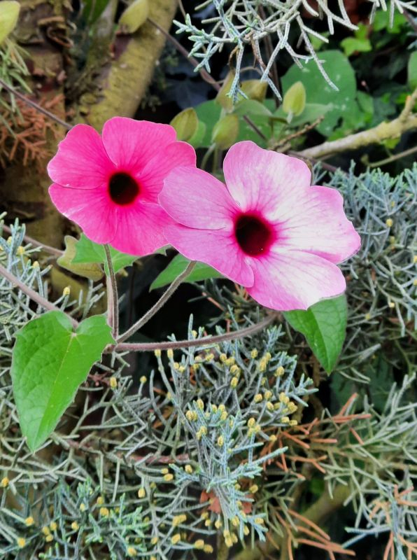 Thunbergia 2x