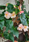 Knollenbegonie1