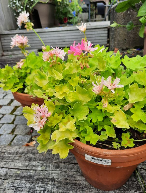 Pelargonie rosa
