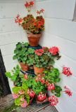 Pelargonien Steckl