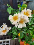 Rose einfach