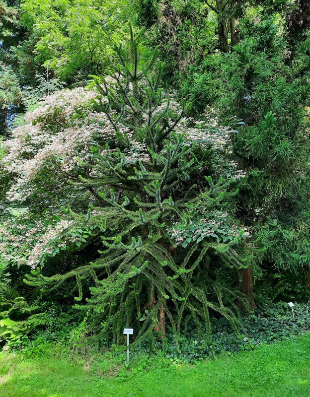 Araucaria mit Losbaum