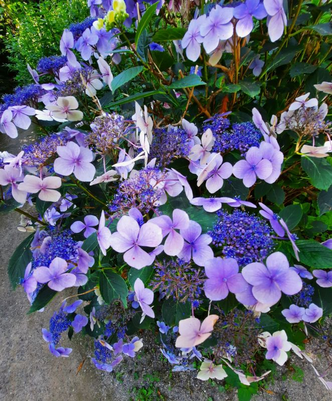 Tellerhortensie
