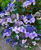 Tellerhortensie