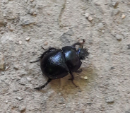 Käfer