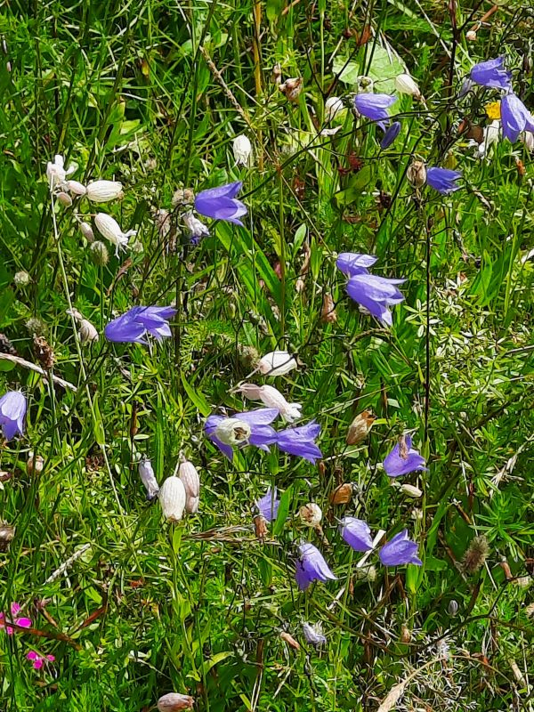 Wildblumenwiese im Wassergarten