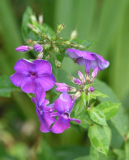 Supermarktphlox