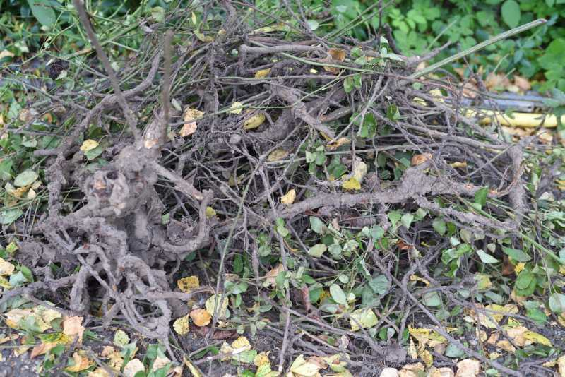 Platz für Phlox