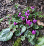 Cyclamen
