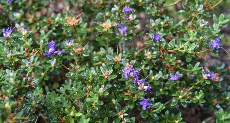 blauer Rhodo