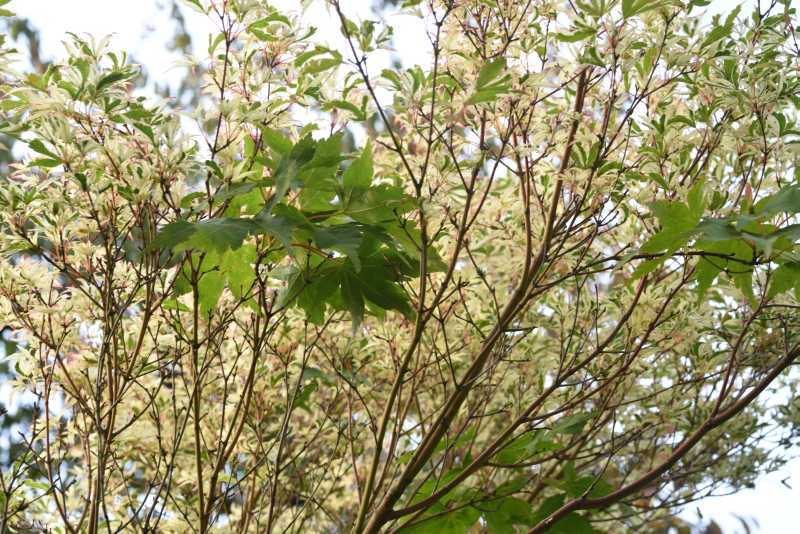 Acer Butterfly