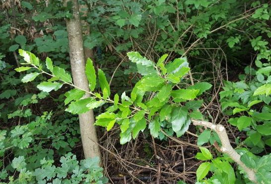 Quercus 
