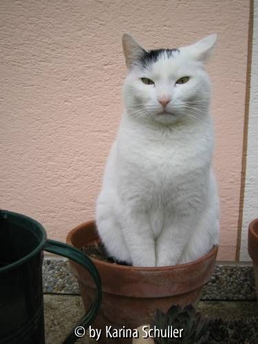 '