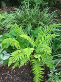 Polystichum braunii