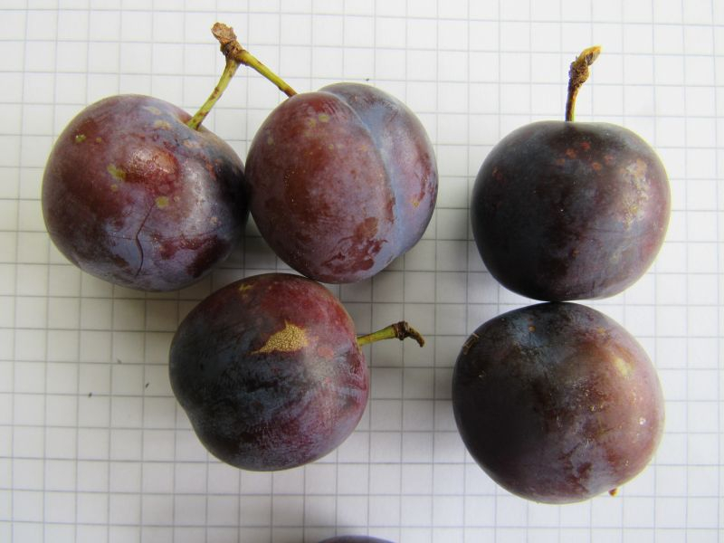 Prunus ? 1