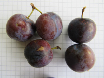 Prunus ? 1