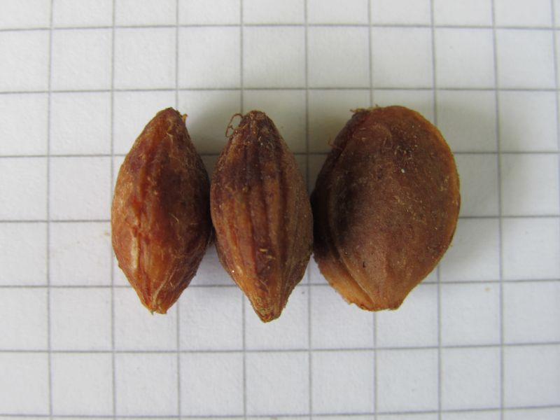 Prunus ? 2