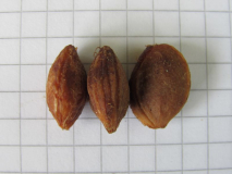 Prunus ? 2