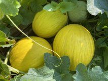 Melone Bimbo