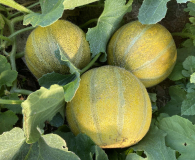 Melone Model