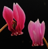 Cyclamen hederifolium