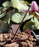 Cyclamen rohlfsianum