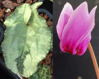 Cyclamen hederifolium 
